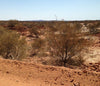 A landscape image of a low scattered dry bushes in a dry, sandy land